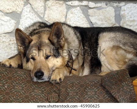 German Shepherd when deserved rest