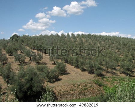 Olive fields in Chianti, Tuscany