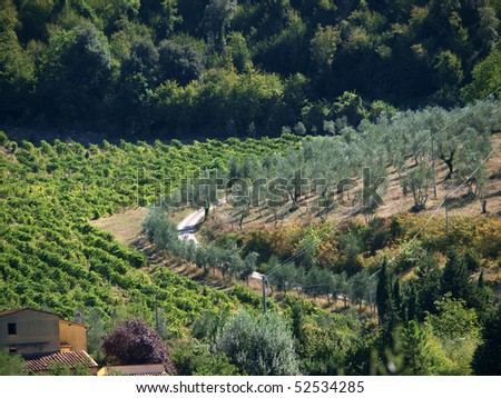 italian olive fields