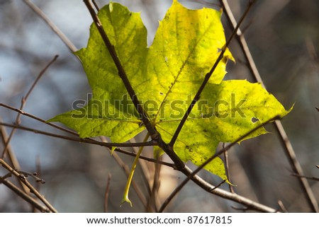 Autumn Impressions - solitary leaf falling