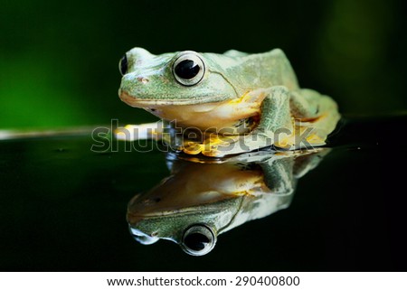 self-reflection that bounces perfectly from the frog