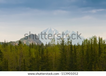 Thick forest filled with spruce trees and Alaska mountain range in the background