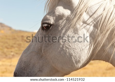 Beautiful white horse in the field, side portrait