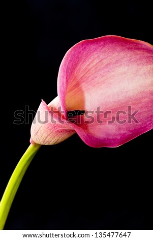 Single pink calla lily on black background