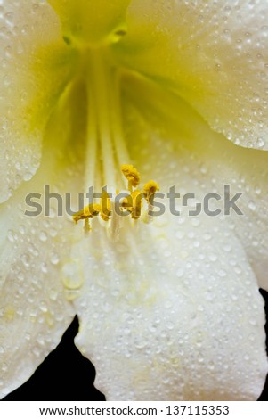 Single white amaryllis flower against a dark background, with rain drops