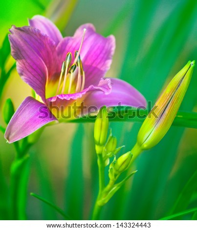Purple day lily with green leaves against a soft background