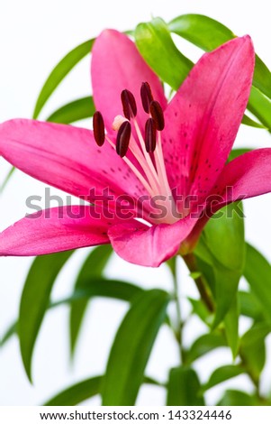 Blooming pink Asiatic Lily with green leaves and white background