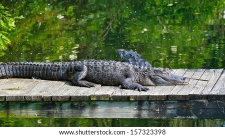 Large alligators in the swamp land of Florida