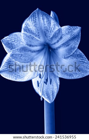 Special effect Amaryllis flower with cyan-type tone
