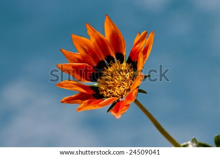 Single stem daisy on blue background
