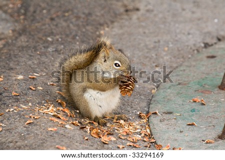 Squirrel Eating Pine Cone