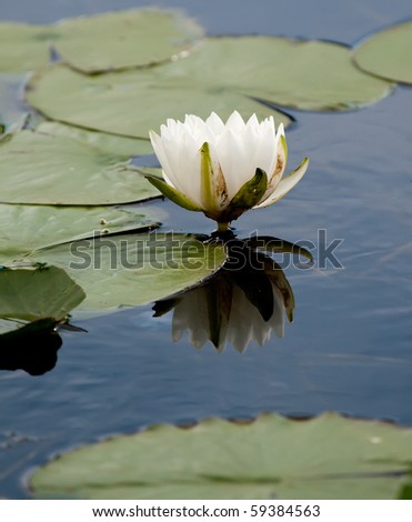 White Water Lily on Pond