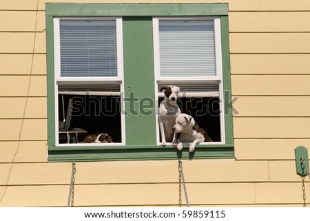 KETCHIKAN, ALASKA - JUNE 4:  Unidentified dogs watch from their house window as tourists pass by below on June 4, 2009 in Ketchikan, Alaska.
