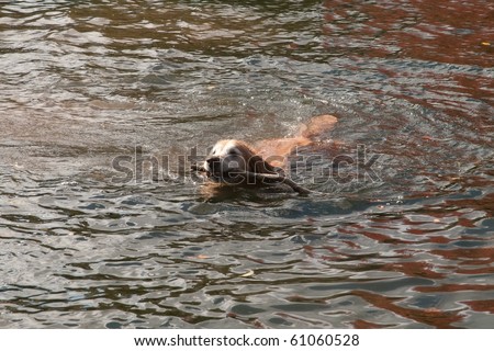 Golden Retriever retrieves the stick from the lake