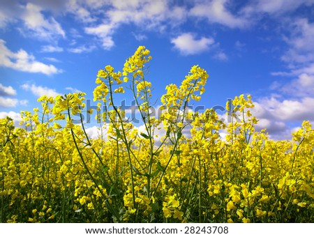 Sunny field of canola oilseed rapeseed field