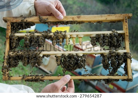 Breeding queen bees