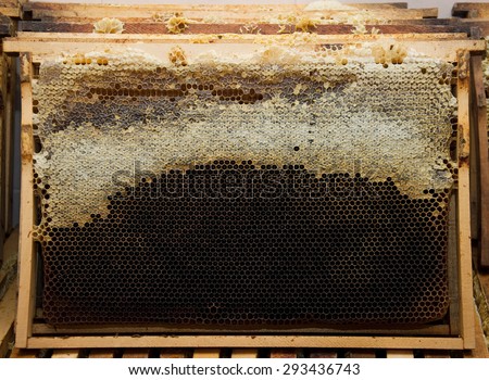 Beekeepers frame prepared for extraction of honey