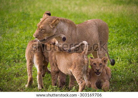Lion family e Saby Sand Game Reserve South Africa