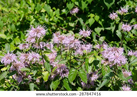 Bee balm, also known as Wild Bergamot, is in full bloom.