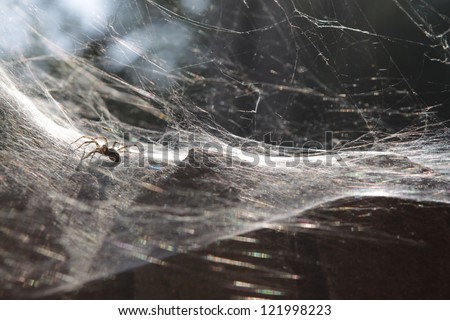 spider expecting the victim sits on a web