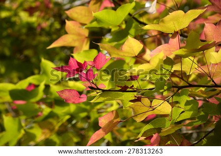 Maple leaf change color at Chiang Rai