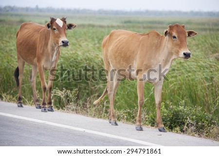 two cow on the road