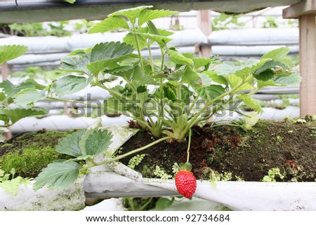 A strawberry field with strawberries ready to harvest