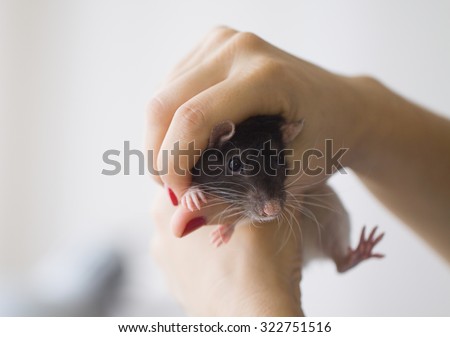 Rat in the hands of the mistress