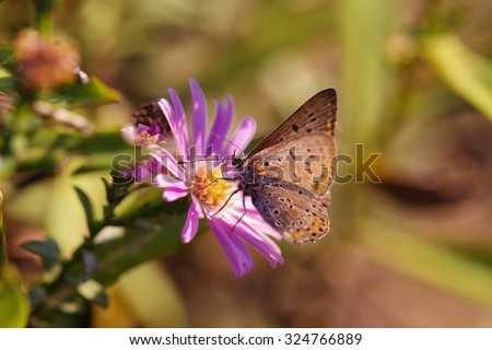 Very small moth on a purple flower