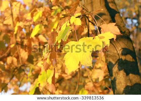 Yellow maple leaf on a background of yellow maple leaves