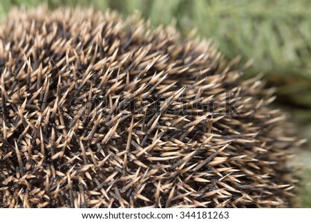 Hedgehog texture close up / Close up of hedgehog needles