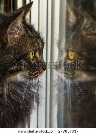 Cat looking at the window; it looks like the cat sees its own reflection.