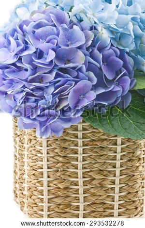 purple and blue hydrangeas in basket white background