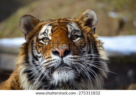 Look in the eyes of tiger - young adult Bengal tiger male full face portrait with rocks and snow behind