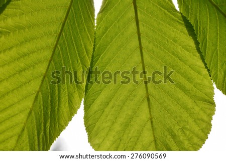 Horse chestnut translucent textured green leaves in back lighting on white sky background (close up)