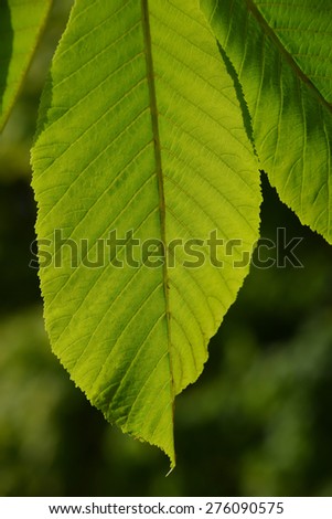 Horse chestnut textured green leaves in back lighting on green background (one leaf)