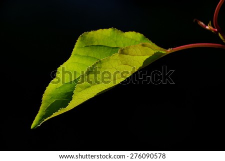 One single apricot tree leave in back lighting on a black background