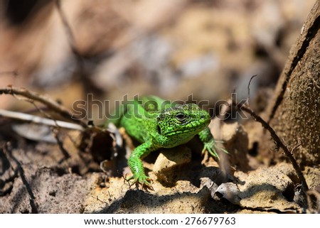 Dragons are back - green lizard stalking among stones, fallen leaves and twigs (front view)
