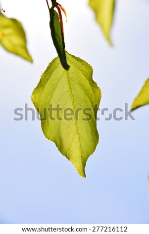 Shiny translucent apricon tree leaf on light blue sky background, merely open, vertical