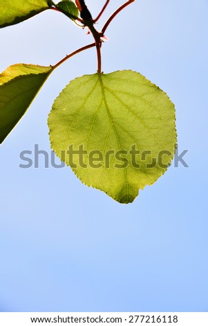 Shiny translucent apricon tree leaf on light blue sky background, vertical