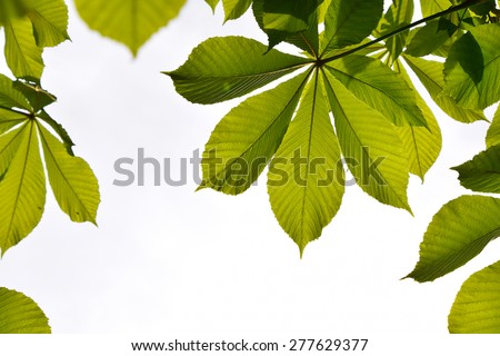 Frame of translucent horse chestnut textured green leaves in back lighting on white sky background