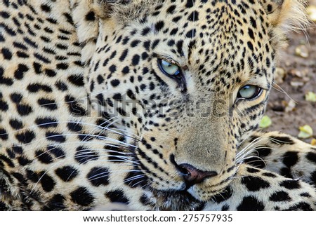 Leopard male resting in the heat of the day