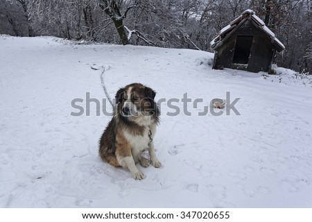 Guard dog in the yard covered with snow