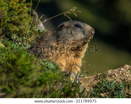 Curious marmot looking out on the Alps - 2