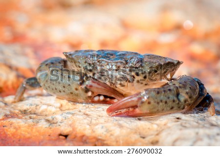 Portrait big crab