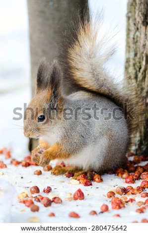 Squirrel eat nuts. Russian nature