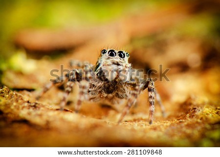 Jumping spider stay on rear. Russian nature