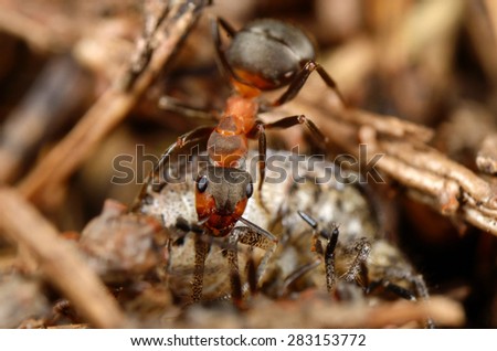Ant eating bug. Top view.  Russian nature.