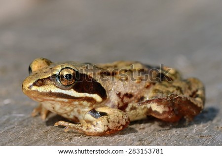 Frog sit on gray board. Russian nature.