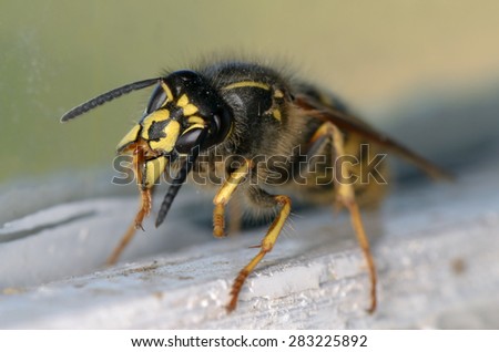 Wasp sit on tree and open jaw. Russian nature